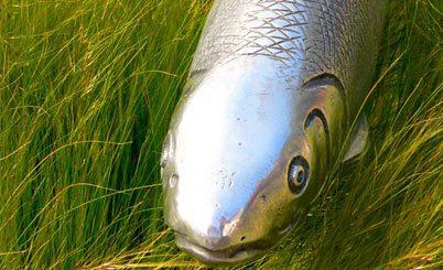 不要注册码的cc网页端