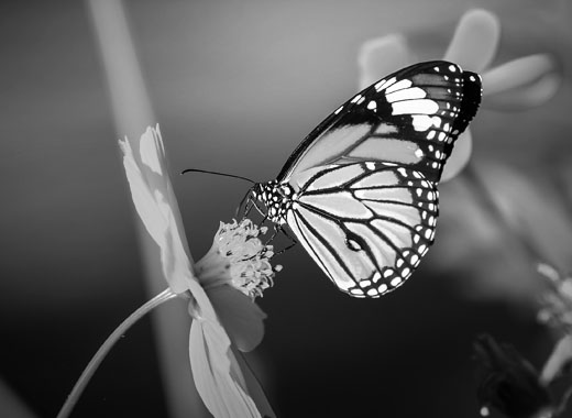 手机版ddos攻击器