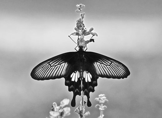 ddos攻击ip软件下载